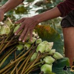 lotus flowers harvesting photo tour