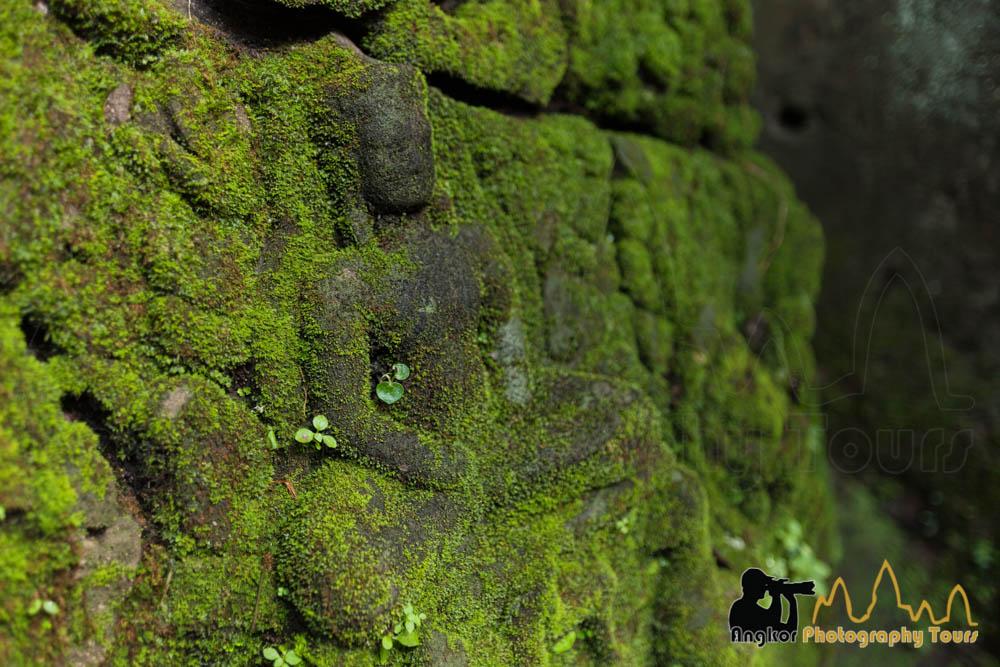 buddha carving moss