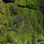 Buddha carving moss preah khan angkor photography tours