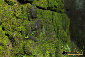 Buddha carving moss preah khan angkor photography tours