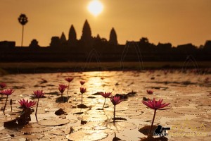Lotus pond angkor wat sunrise photography tour