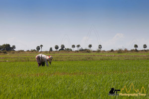 Paddy field siem reap photography tours