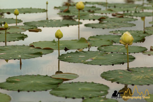 lotus flowers field