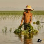 flooded paddy fields siem reap photo tour