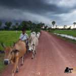 Cows and farmer siem reap photo tour