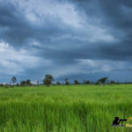 paddy field siem reap photography tour