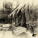 ta prohm temple tree photography