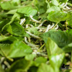 Growing green-colored silkworm fed with bigger mulberry leaves