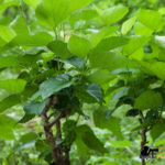 Mulberry leaves cultivation
