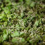 Newly hatched silkworms fed with small pieces of mulberry leaves 