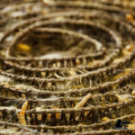 wooden-basket-silkworms