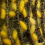 angkor silk farm with yellow silk cocoons