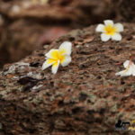 laterite angkor