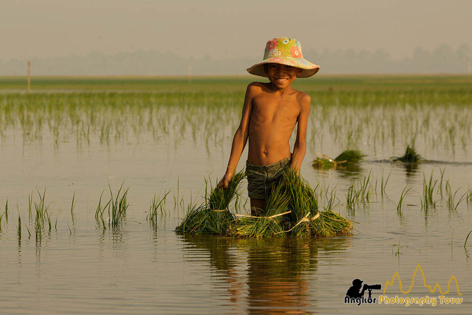 rice transplantation cambodia