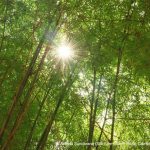 sun star bamboo forest