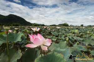 battambang lotus farm