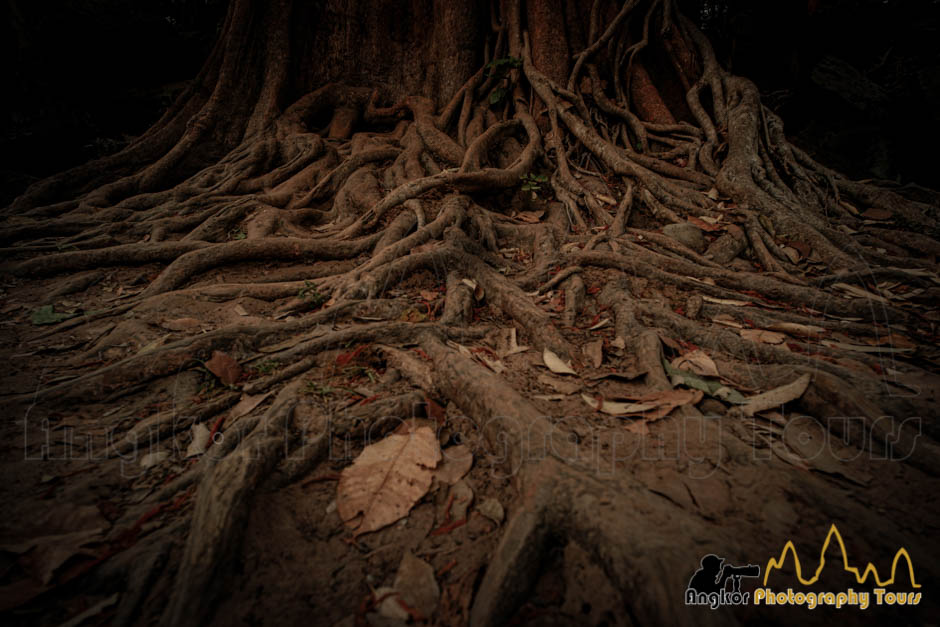 roots tree angkor fujifilm