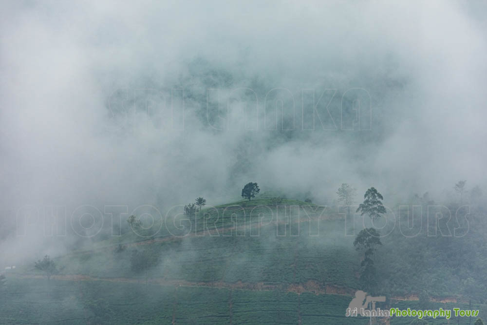 tea estate plantation sri lanka