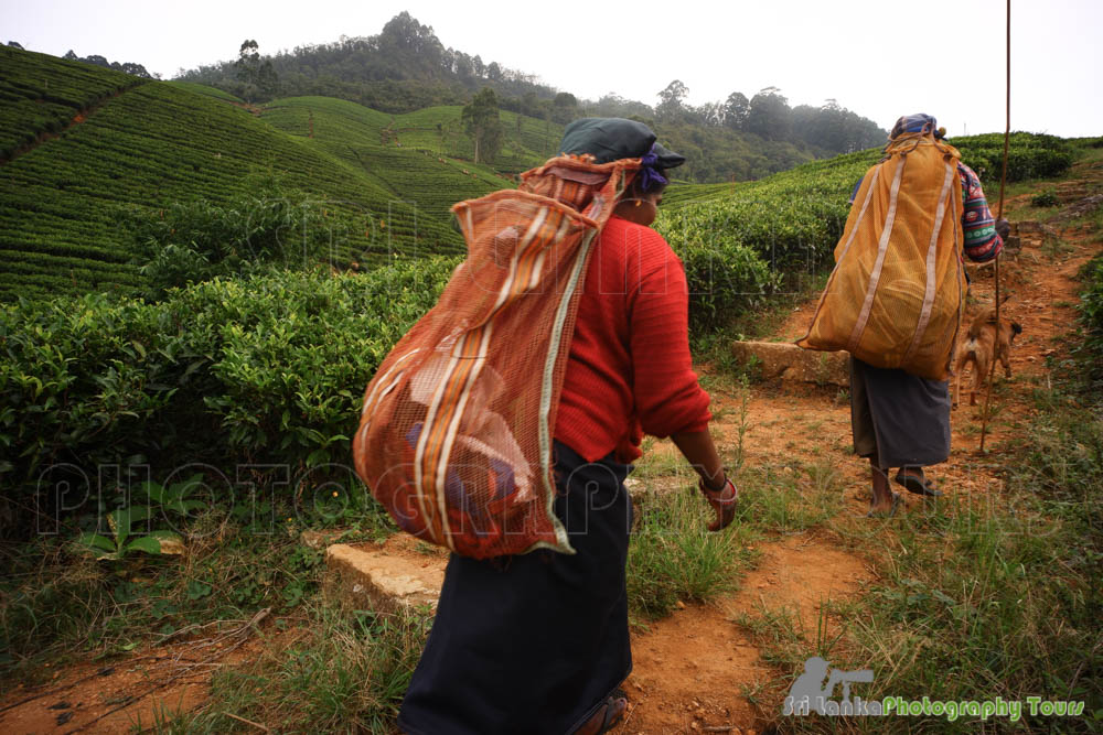 tea estate workers sri lanka