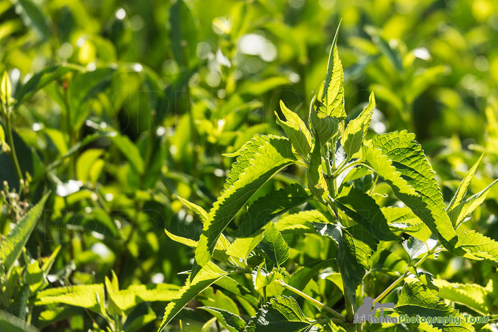 black ceylon tea