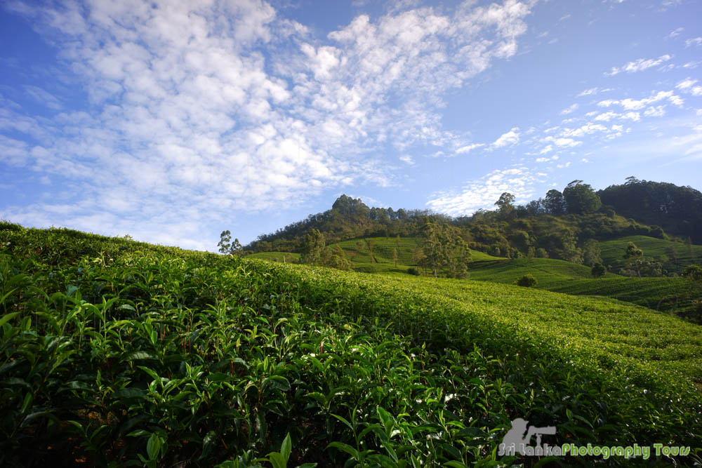 ceylon tea plantation sri lanka