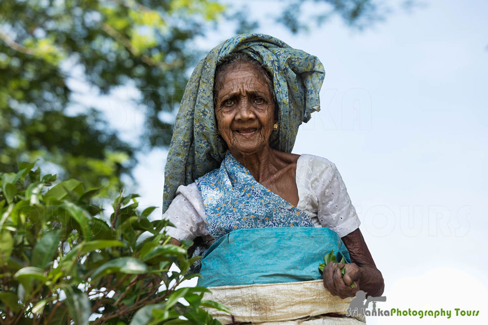 elderly tea picker sri lanka