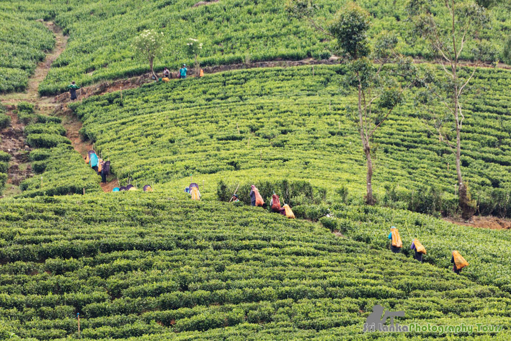 sri lanka tea plantations, tea pickers 