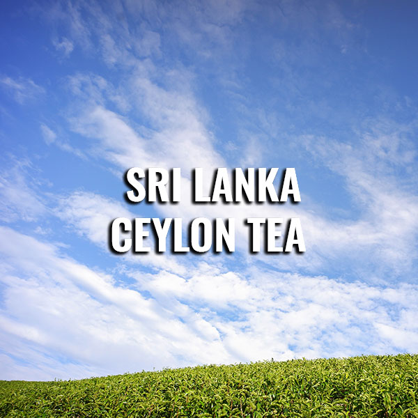 sri lanka ceylon tea plantation