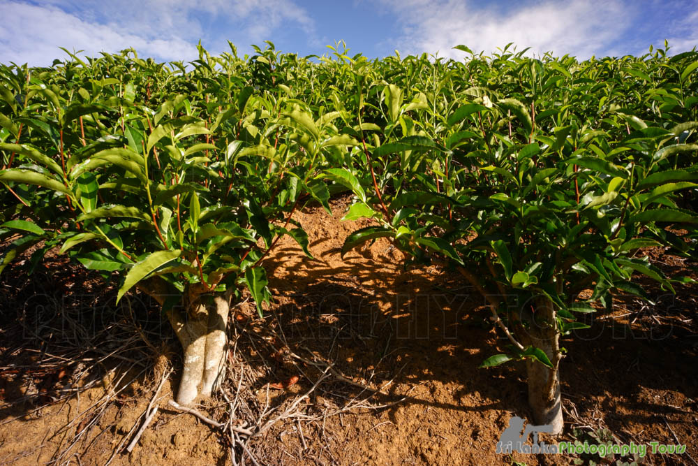 ceylon black tea estate