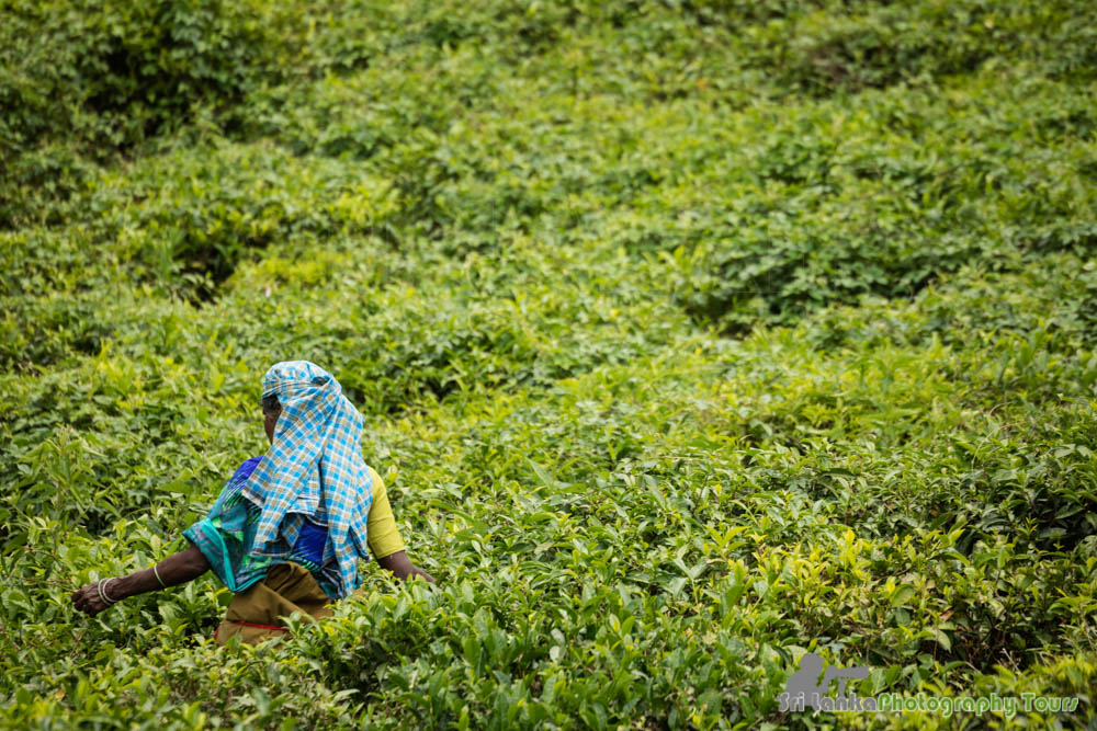 tea picker sri lanka