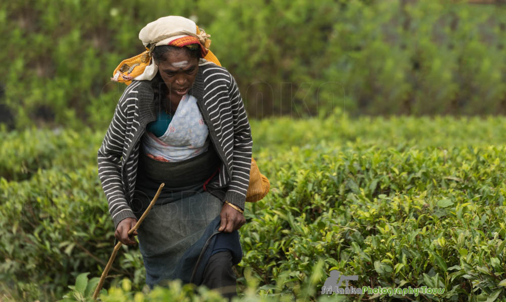 tea picker sri lanka