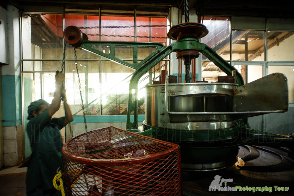 tea processing sri lanka