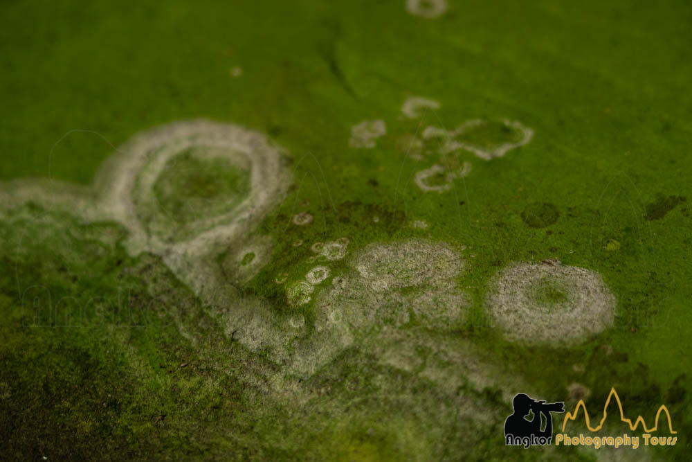 angkor abstract green