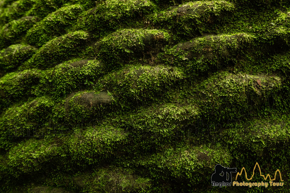 angkor green lion closeup