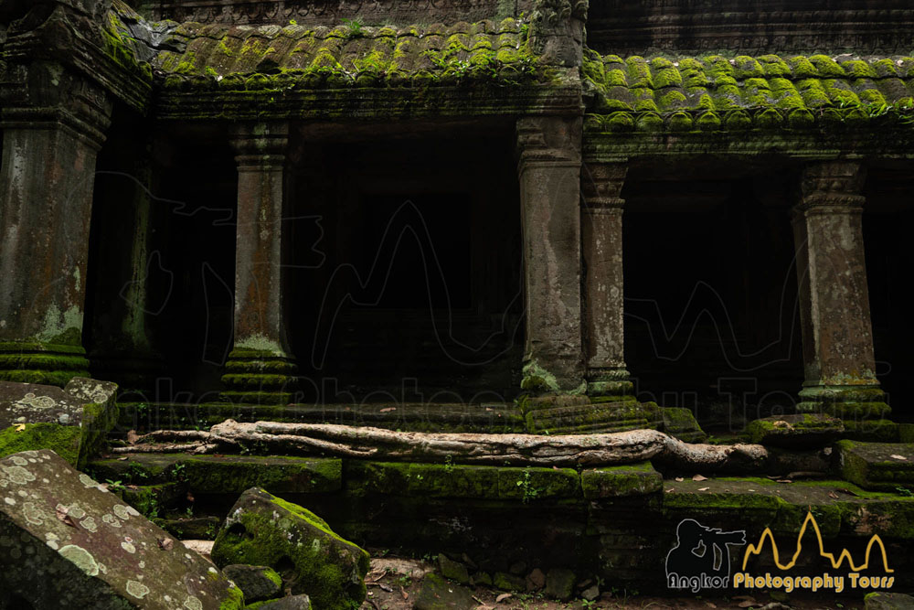 ta prohm green season