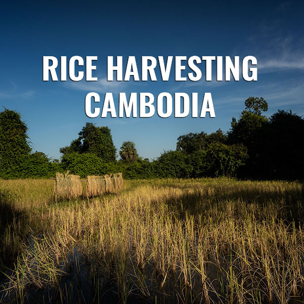 rice harvesting cambodia