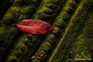 macro picture of red leaf on sandstone