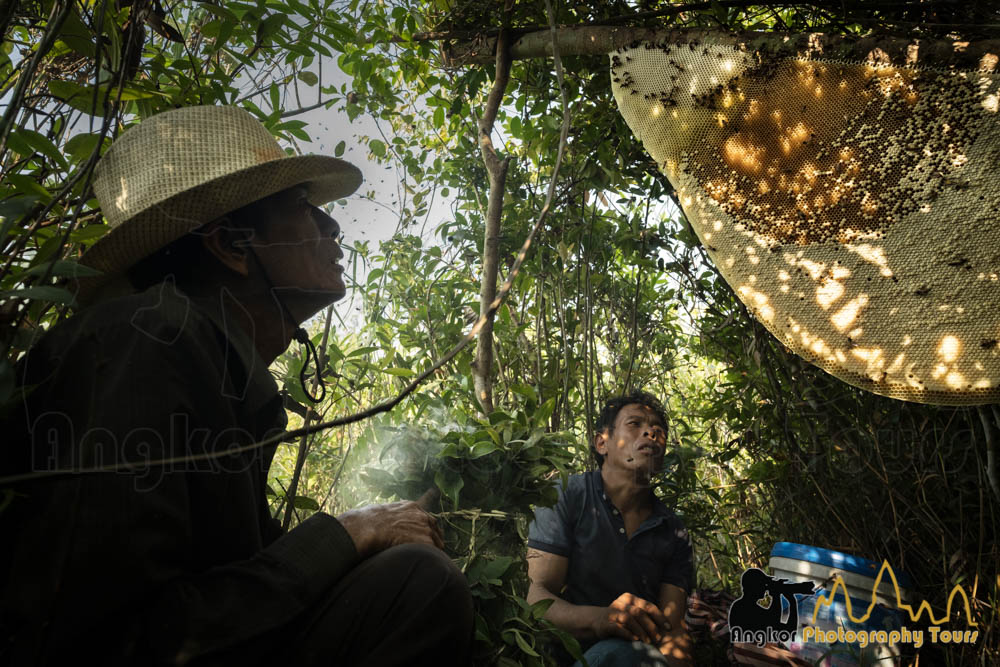 honey collection apis dorsata rafter