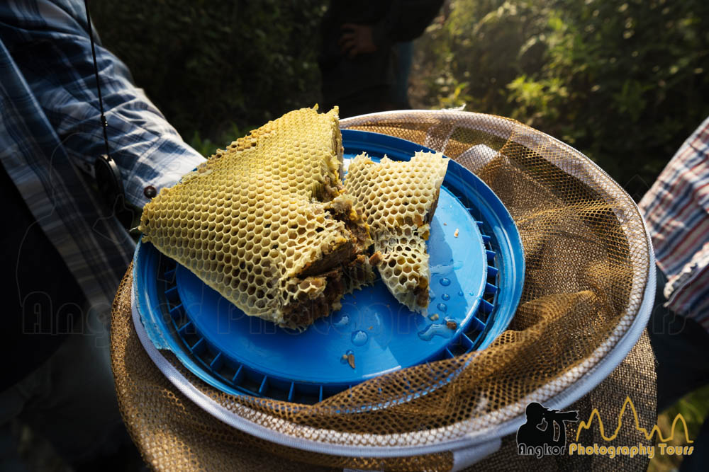 freshly cut wild honeycomb