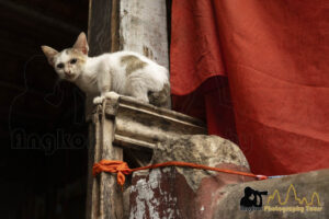 cat at buddhist monastery