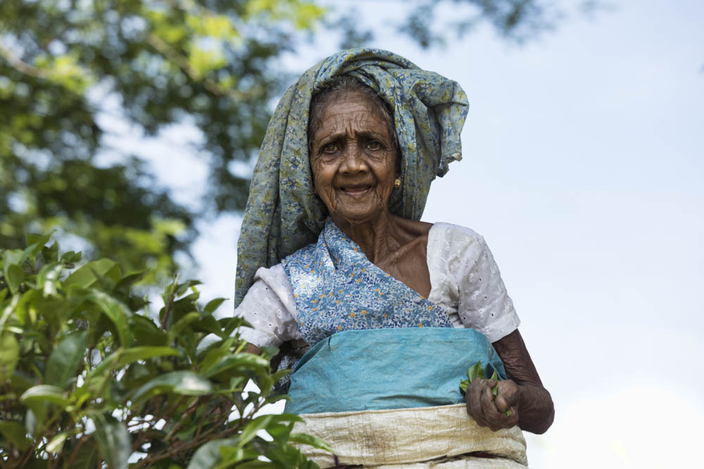 sri lanka tea picker